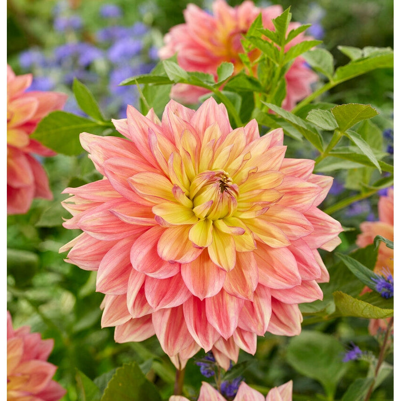 Dahlia Wanda's Aurora Dekorativ 1-pack